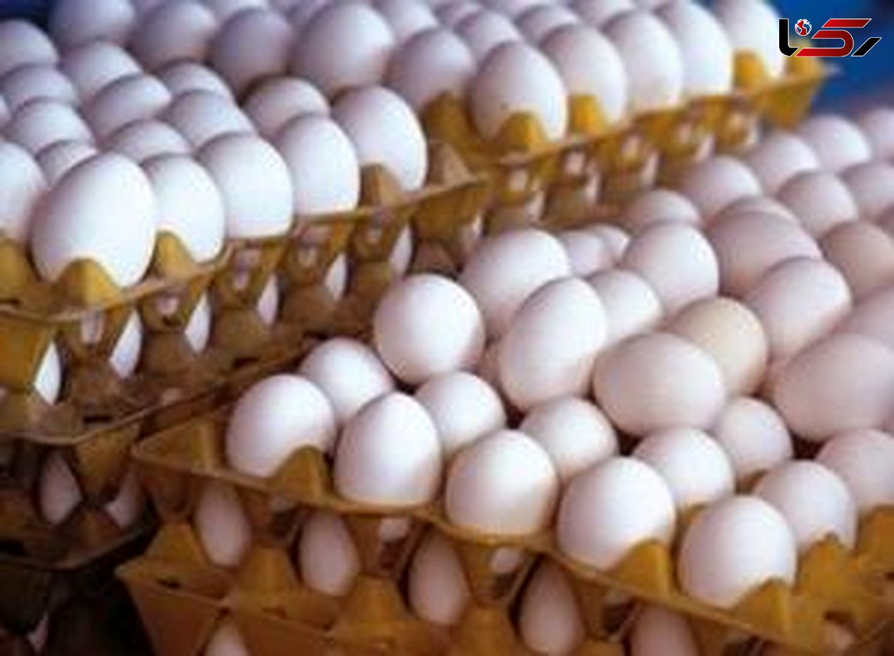 قیمت تخم مرغ ۵۰۰ تومان افزایش یافت