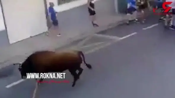 لحظه وحشتناک کشته شدن یکی از تماشاچیان مسابقه گاوبازی +فیلم 