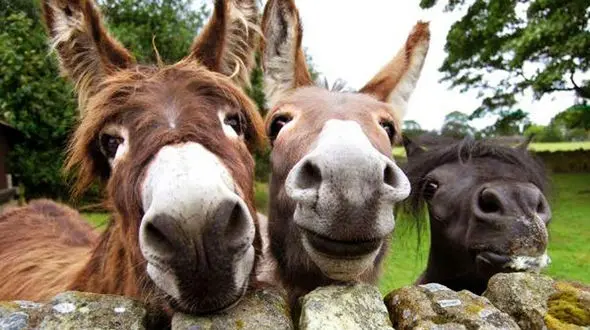 قیمت انواع الاغ نر و ماده - دی ماه 99