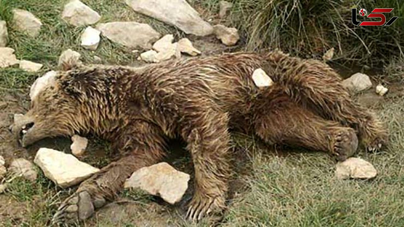مرگ تلخ خرس مادر در برابر دیدگان دو توله اش/تصادفی که در دالاهو رخ داد 