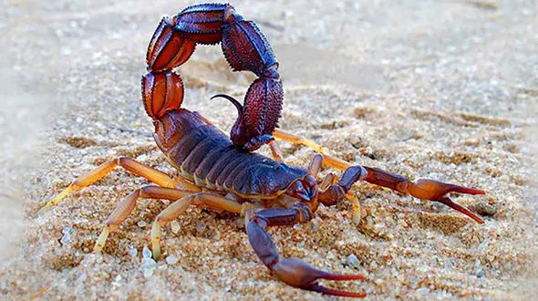 مرگ تلخ کودک 4 ساله با نیش عقرب / 3 ساعت تلاش برای زنده ماندن