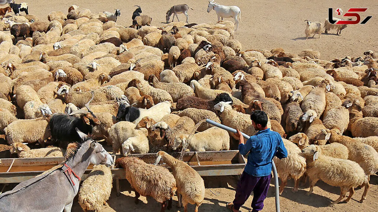 جابه‌جایی هر نوع دام در کشور پایش می‌شود/ به انتقال‌های بدون مجوز حساسیم