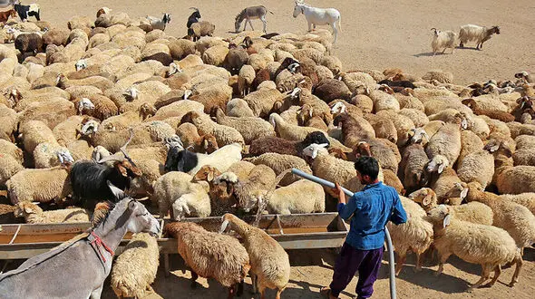 جابه‌جایی هر نوع دام در کشور پایش می‌شود/ به انتقال‌های بدون مجوز حساسیم