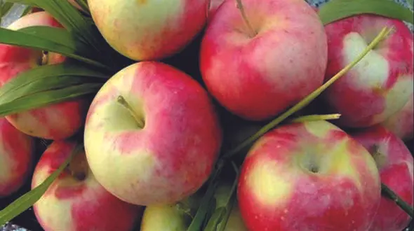 به کودک سیب بدهید