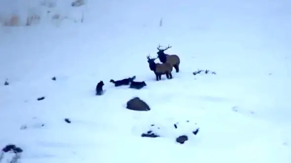 فرار گوزن ها از حمله یک گله گرگ + فیلم