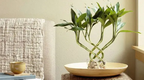 با گلدان های زیبای بامبو خانه تان را رویایی کنید +عکس