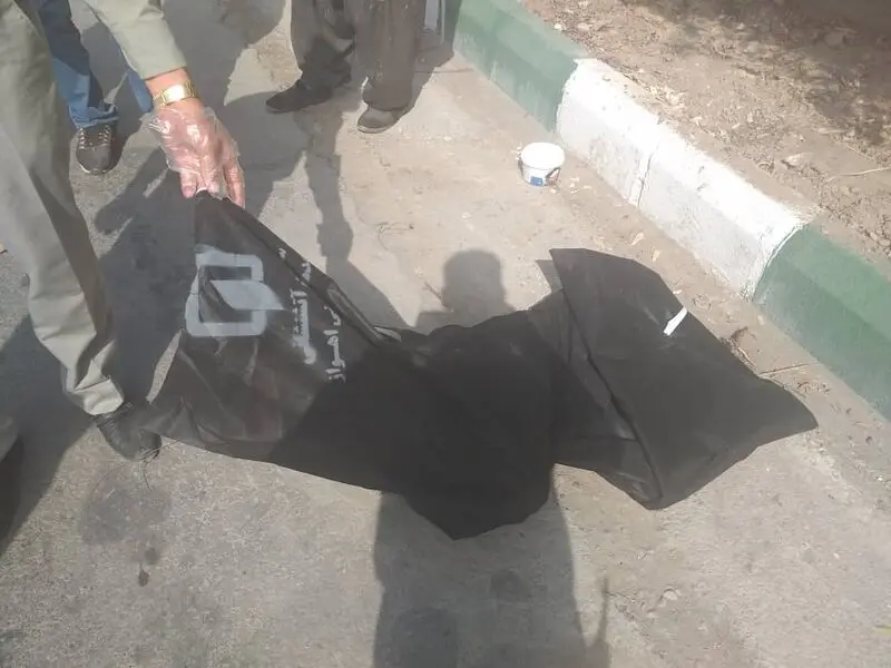 گرگ در اهواز زنده گیری شد