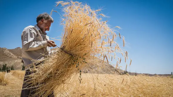 دسترسی سریع گندمکاران به پول/بخش‌خصوصی گندم کشاورزان را می خرد