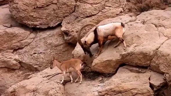 فیلم نبرد کل های باتجربه در ارتفاعات صخره ای