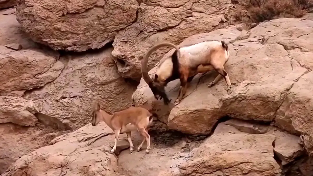 فیلم نبرد کل های باتجربه در ارتفاعات صخره ای