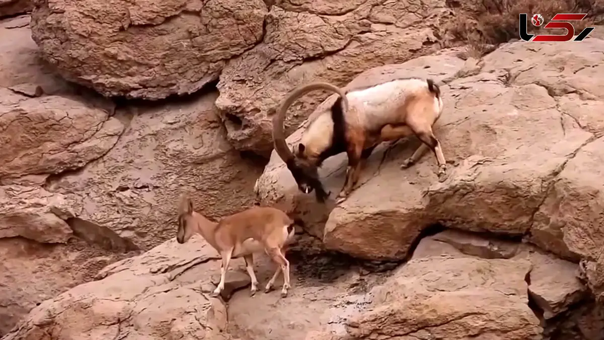 فیلم نبرد کل های باتجربه در ارتفاعات صخره ای