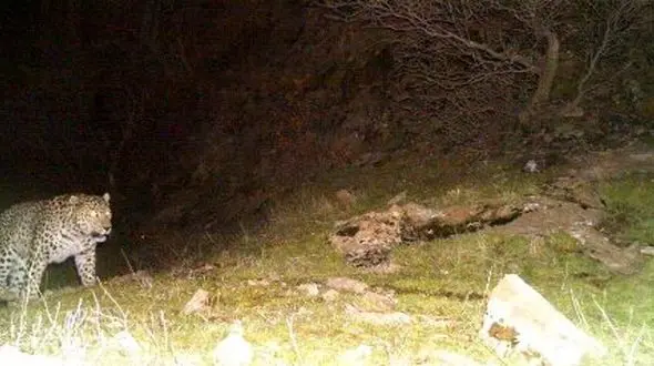 تصاویر جولان پلنگ ایرانی در سفیدکوه 