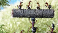 دانستنی های جالب درباره مورچه های مهاجم 