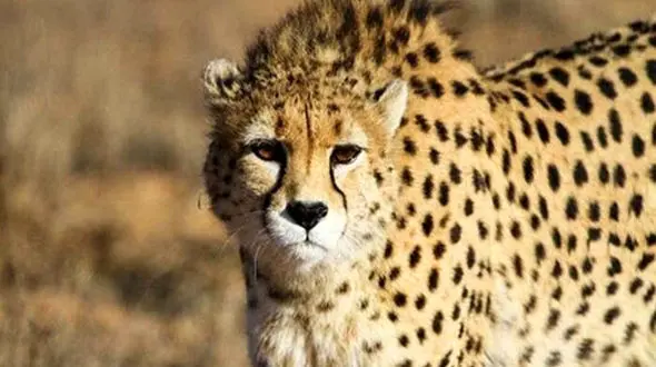 ببینید / لحظاتی ترسناک و دلهره آور از تقابل چند توریست با یوزپلنگ آفریقایی + فیلم