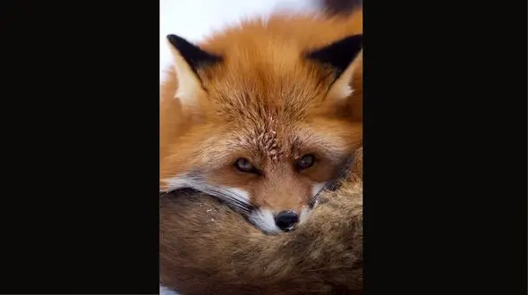 مچاله شدن روباه از سرما / فیلم