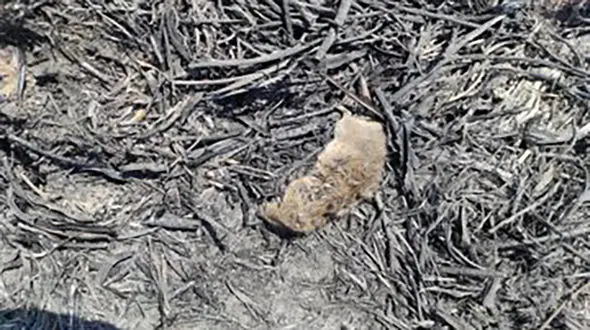 9 عکس از صحنه جزغاله شدن پرندگان در آتش سوزی تالاب گروس