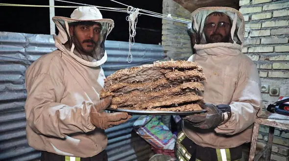حمله زنبور‌های قرمز به خانواده مشهدی + عکس 