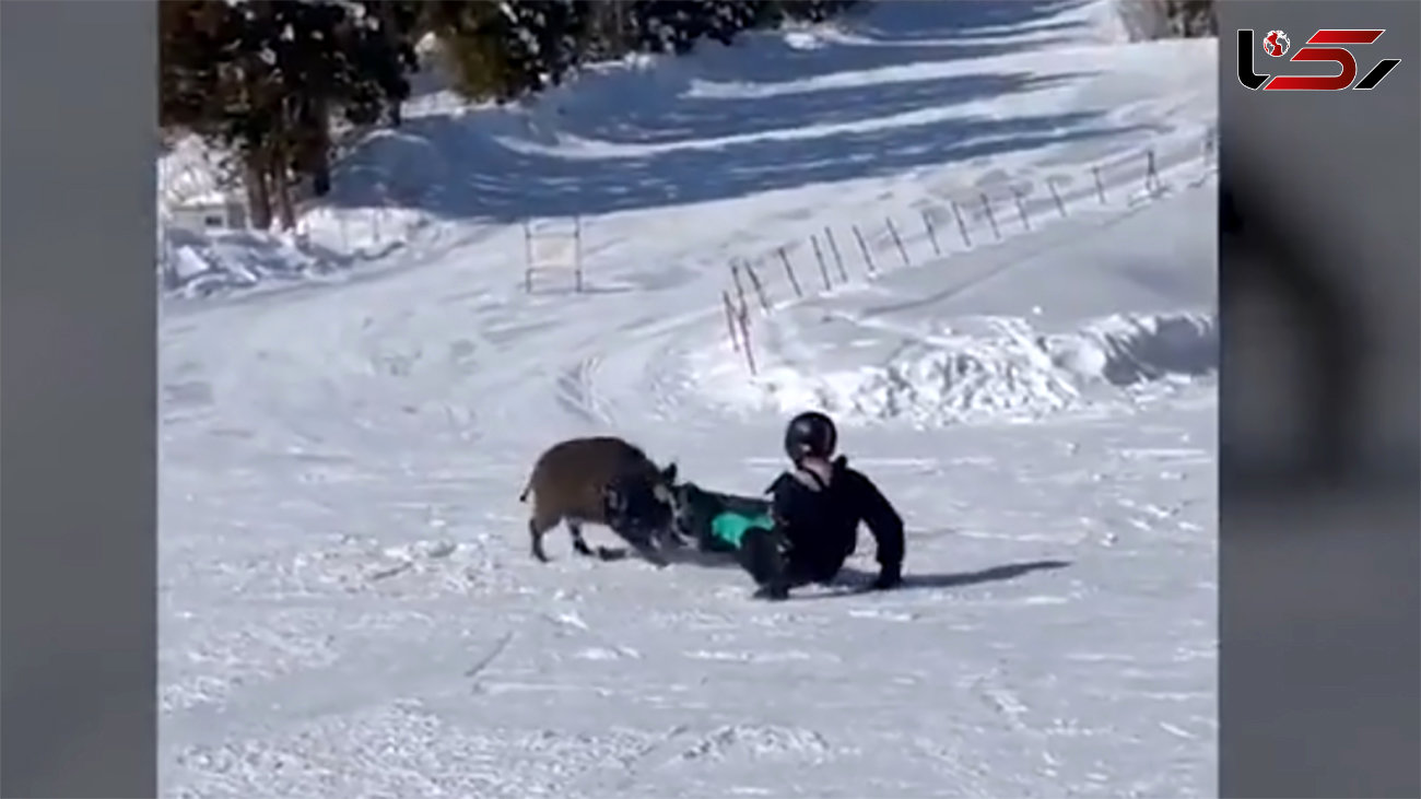 حمله گراز وحشی به ورزشکاران در پیست اسکی + فیلم
