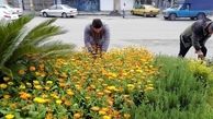 پیشرفت شهرداری گناباد در تولید گل های سازگار با اقلیم منطقه 