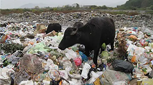 مرگ دردناک احشام در گیلان با دفع غیر اصولی زباله + فیلم