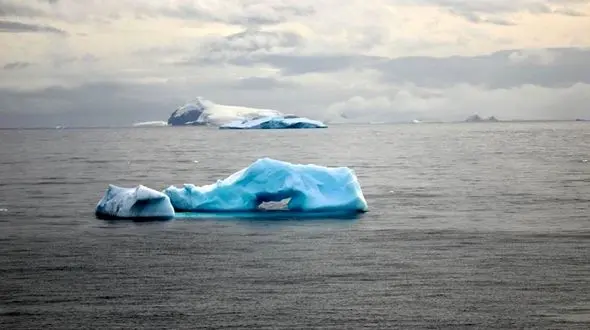 کشف جانور اقیانوسی شبیه موجودات فضایی + عکس