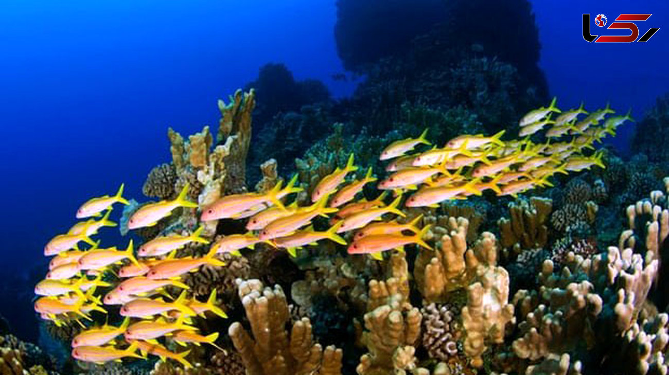 اکوسیستم دریایی از شدیدترین انقراض زمین در امان می‌ماند