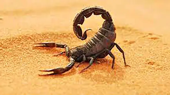 مرگ کودک جاسکی بر اثر عقرب گزیدگی