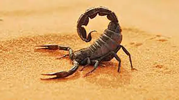 مرگ کودک جاسکی بر اثر عقرب گزیدگی