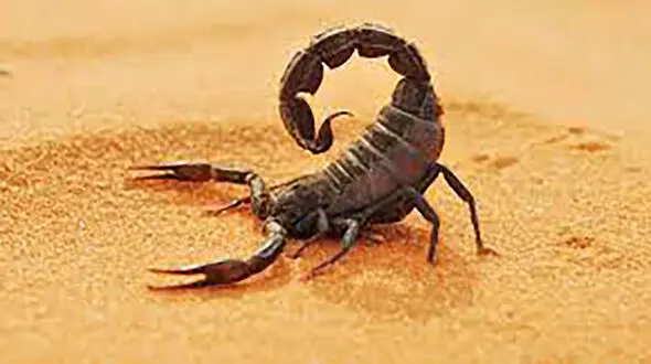 عقرب دختر 22 خوزستانی را کشت + جزییات