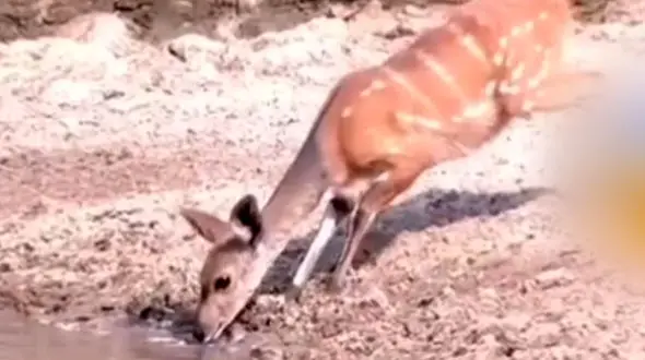 فرار سه سوته آهو از حمله تمساح + فیلم 