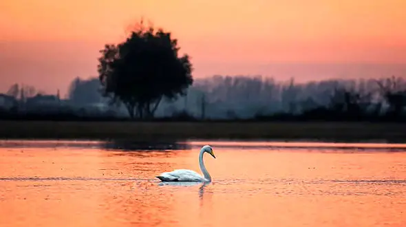 عکس خاص از یک قو در شمال ایران