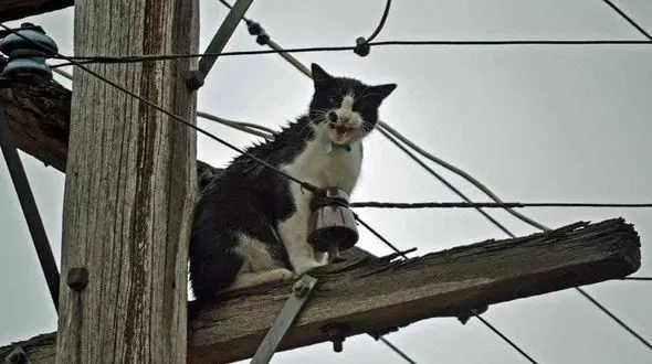 وعده عجیب معاون اقتصادی استاندار تهران درباره تابستان ۱۴۰۵ بدون قطعی برق / در حالی که تهران با بحران آب مواجه است، وعده عبور بدون قطعی برق بی‌معناست