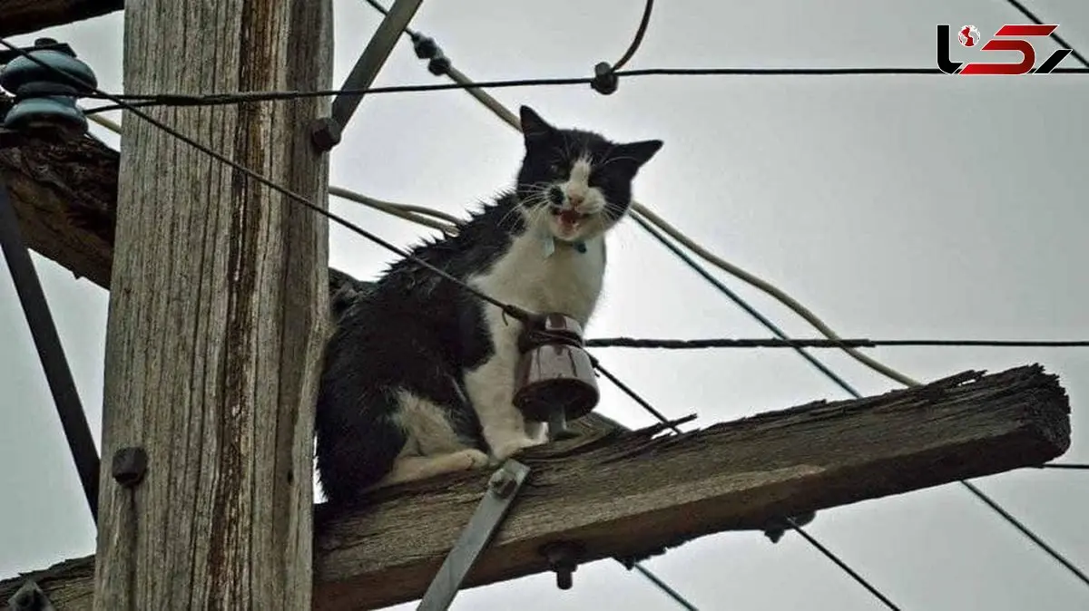 وعده عجیب معاون اقتصادی استاندار تهران درباره تابستان ۱۴۰۵ بدون قطعی برق / در حالی که تهران با بحران آب مواجه است، وعده عبور بدون قطعی برق بی‌معناست