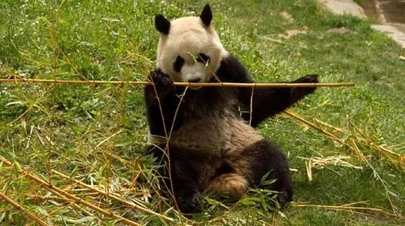 میمون و خرس رزمی کار را ببینید + فیلم