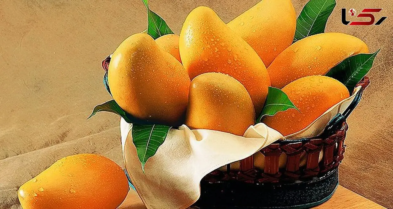 درمان شوره سر با هسته انبه/میوه ای که زیبایی موهایتان را دو چندان می کند
