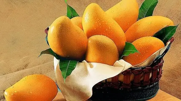 درمان شوره سر با هسته انبه/میوه ای که زیبایی موهایتان را دو چندان می کند