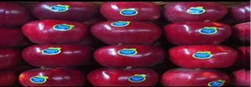 سیب هشترود