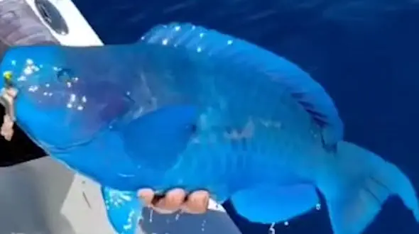 فیلم دیدنی از صید عجیب ترین ماهی دنیا / همه شوکه شدند