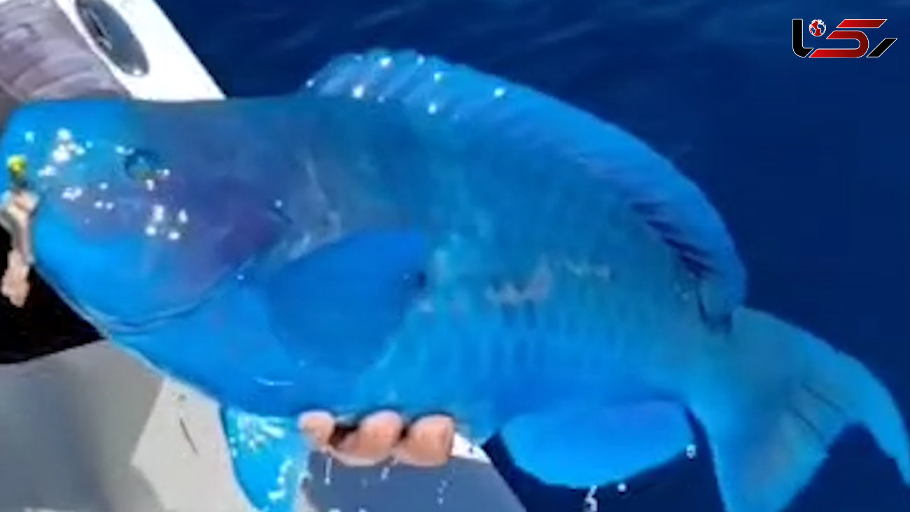 فیلم دیدنی از صید عجیب ترین ماهی دنیا / همه شوکه شدند