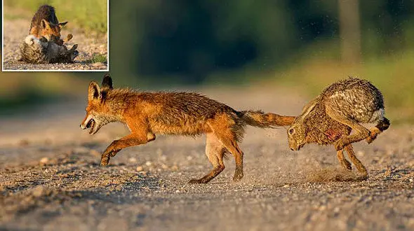 داریوش در تعقیب یک روباه مکار در پارک جنگلی! + تصاویر