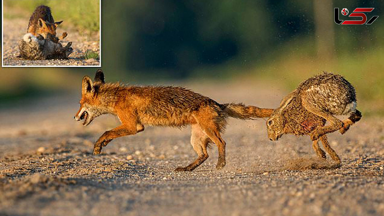 داریوش در تعقیب یک روباه مکار در پارک جنگلی! + تصاویر