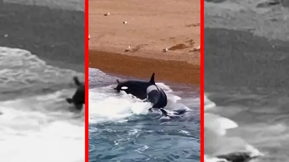 فیلم لحظه حمله مرگبار نهنگ قاتل به فوک