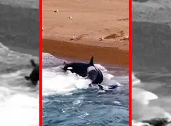 فیلم لحظه حمله مرگبار نهنگ قاتل به فوک