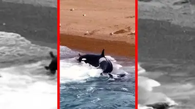 فیلم لحظه حمله مرگبار نهنگ قاتل به فوک