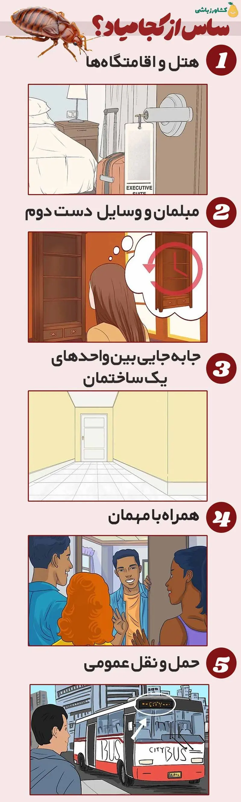 ساس از کجا میاد؟ 5 منبع اصلی ورود ساس
