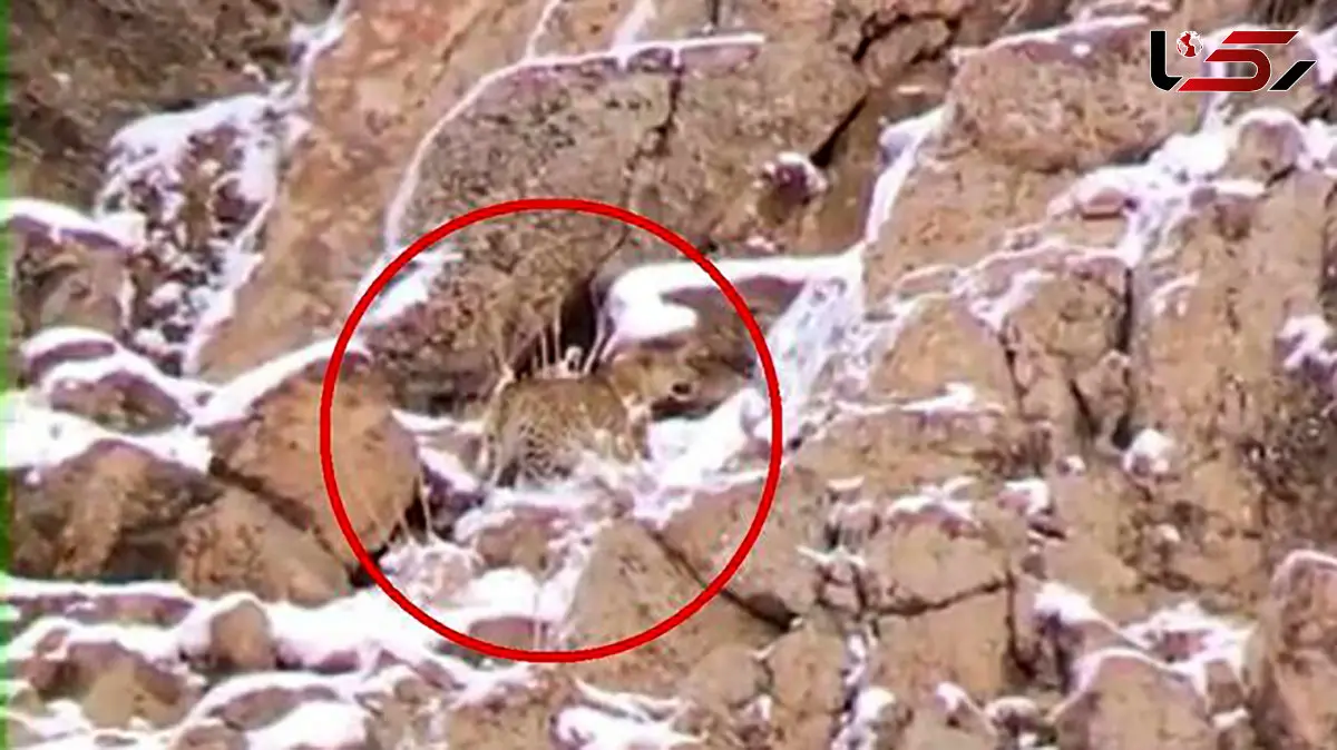 مشاهده یک پلنگ در تهران ! + جزئیات