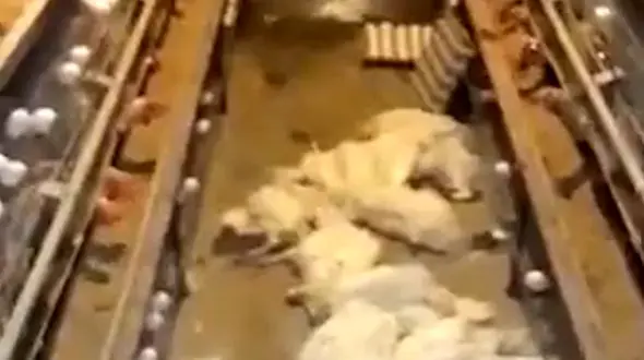 فیلم تلف شدن مرغ ها به خاطر قطعی برق در خراسان