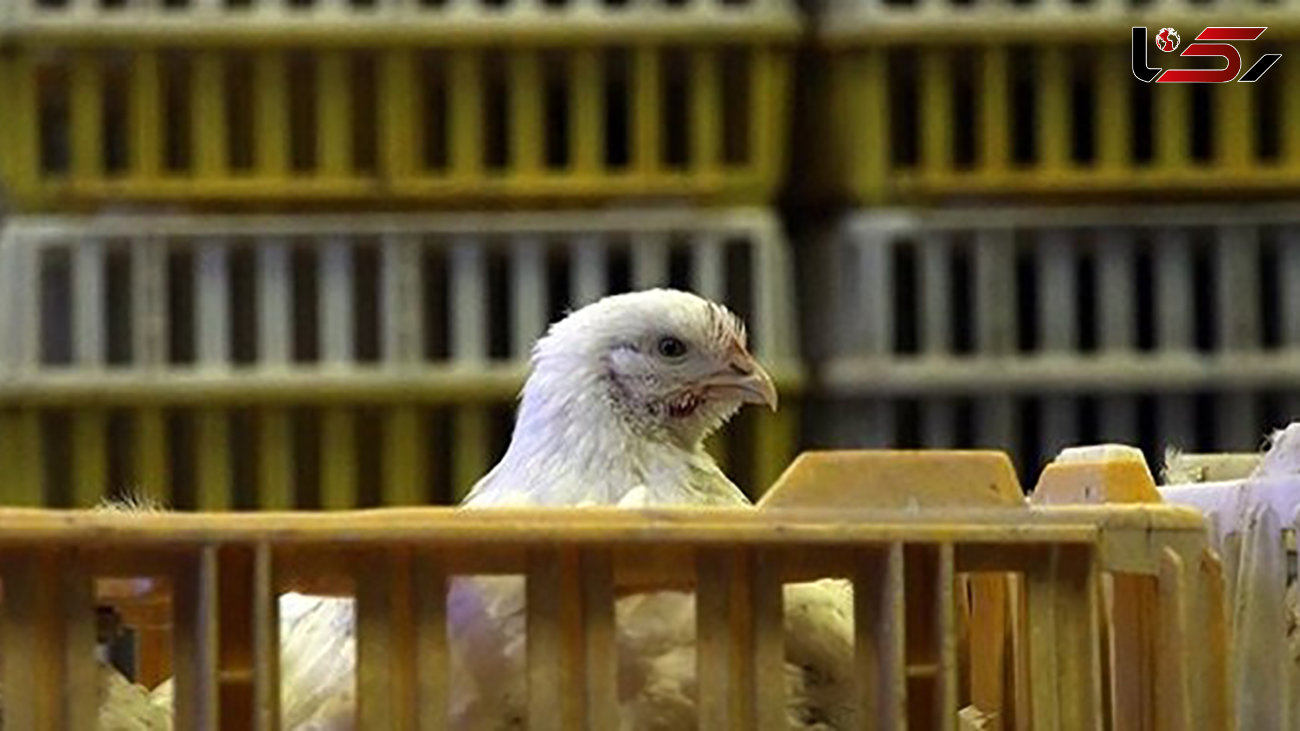 کشف بیش از 1200 قطعه مرغ زنده قاچاق در تویسرکان