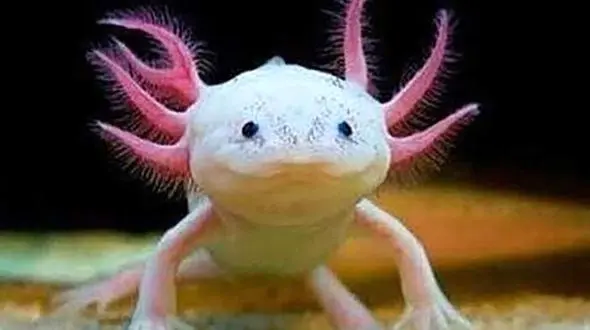 فیلم / / عجیب‌ترین ماهی دنیا که دست دارد و لبخند می‌زند