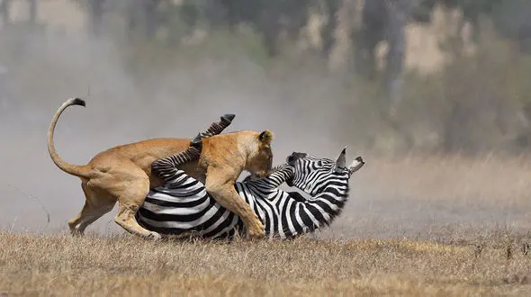 گورخر خوش شانس طعمه شیر نشد + فیلم